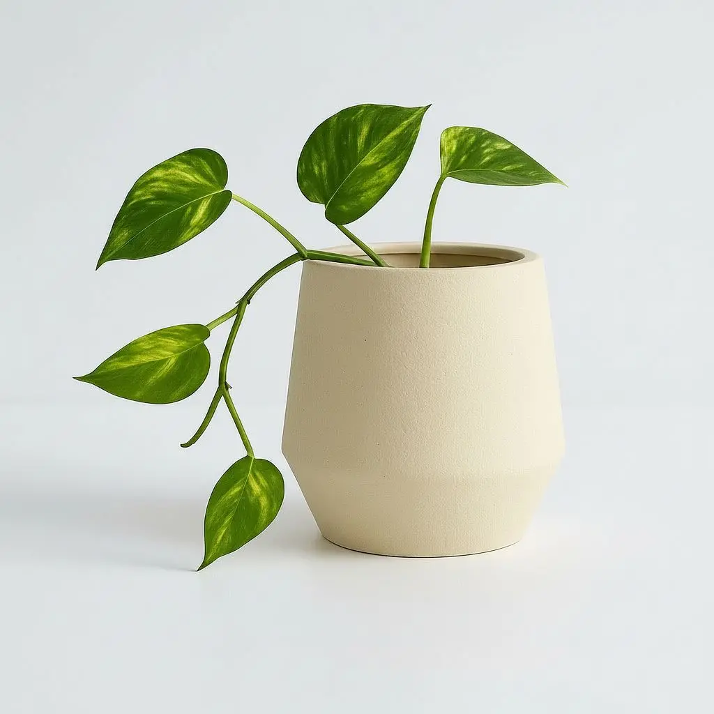 כד חרס JAR טבעי 20 ס''מ
